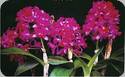 Cattleya Tristar Bouquet